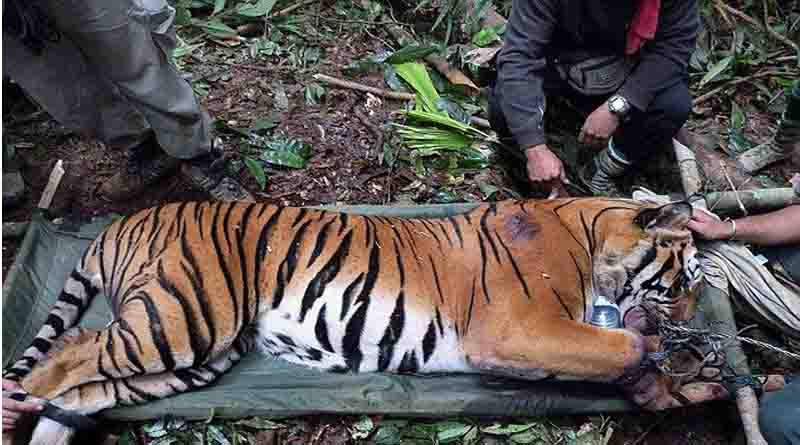 tiger dead