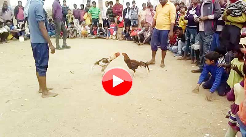 death fight of cock in moradabad up