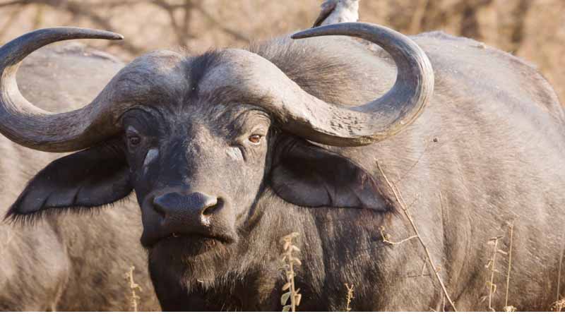 buffalo murder case in ballia