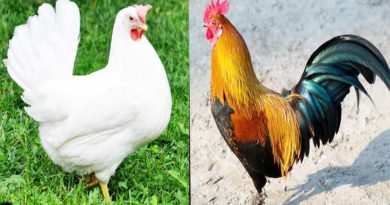 cock and hen murder case hangama chhattisgarh