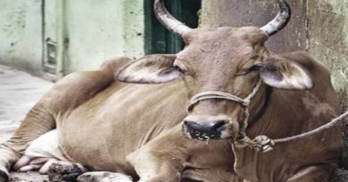 cow killed man in ballia