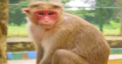 monkey killed women in ballia
