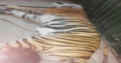 uttar pradesh pilibhit Man-eating tigers caught in this way