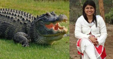 chandrakala and alligator