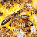 मधुमक्खियों ने छीना मां-बाप का इकलौता चिराग